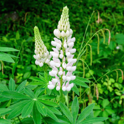 Lupina mnoholistá Lupini Biela - Lupinus polyphyllus - predaj semien - 15 ks