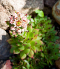 Skalnica strechová - Sempervivum tectorum - predaj semien - 30 ks