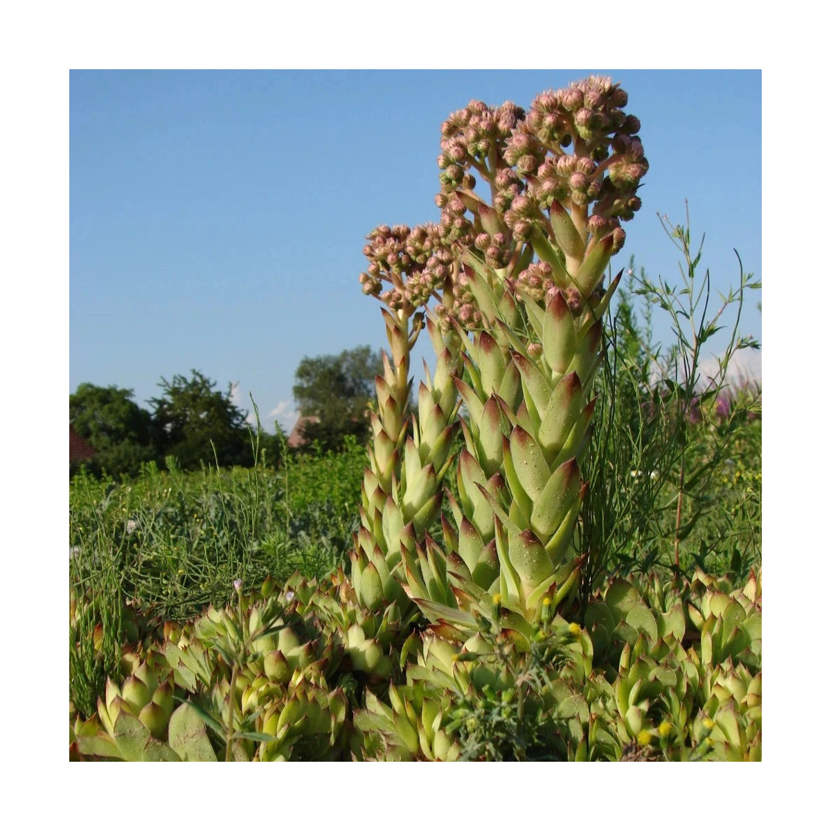 Skalnica strechová - Sempervivum tectorum - predaj semien - 30 ks