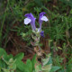 Šišiak alpský - Scutellaria alpina - predaj semien - 15 ks