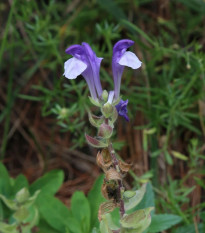 Šišiak alpský - Scutellaria alpina - predaj semien - 15 ks