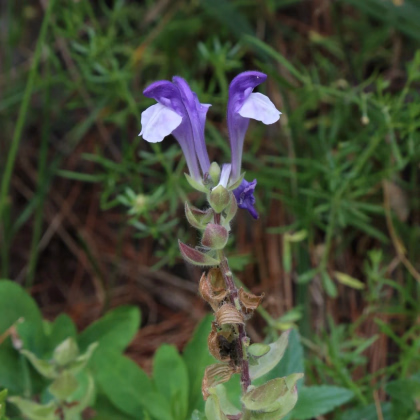 Šišiak alpský - Scutellaria alpina - predaj semien - 15 ks