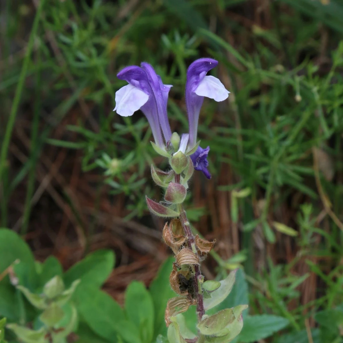 Šišiak alpský - Scutellaria alpina - predaj semien - 15 ks