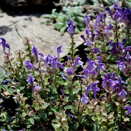 Šišiak alpský - Scutellaria alpina - predaj semien - 15 ks