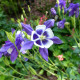 Orlíček obyčajný Blue Star modrý - Aquilegia vulgaris - semiačka - 30 ks