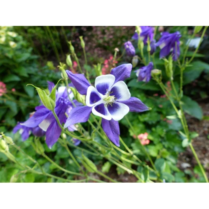 Orlíček obyčajný Blue Star modrý - Aquilegia vulgaris - semiačka - 30 ks