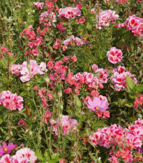 Lúka Lednická radosť letničková zmes - Černý - BioPro - lúčna zmes - 20 g