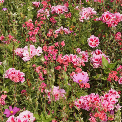 Lúka Lednická radosť letničková zmes - Černý - BioPro - lúčna zmes - 20 g