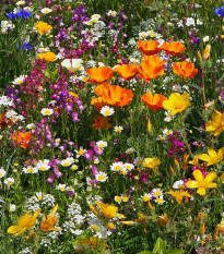 Lúka Plzeňská kvetnica letničková zmes - Černý - BioPro - lúčna zmes - 20 g