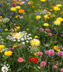 Lúka Economy letničková zmes - Černý - BioPro - lúčna zmes - 20 g