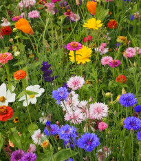 Strakonická lúka letničková zmes - Černý - BioPro - lúčna zmes - 20 g