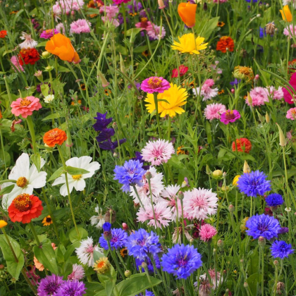 Strakonická lúka letničková zmes - Černý - BioPro - lúčna zmes - 20 g