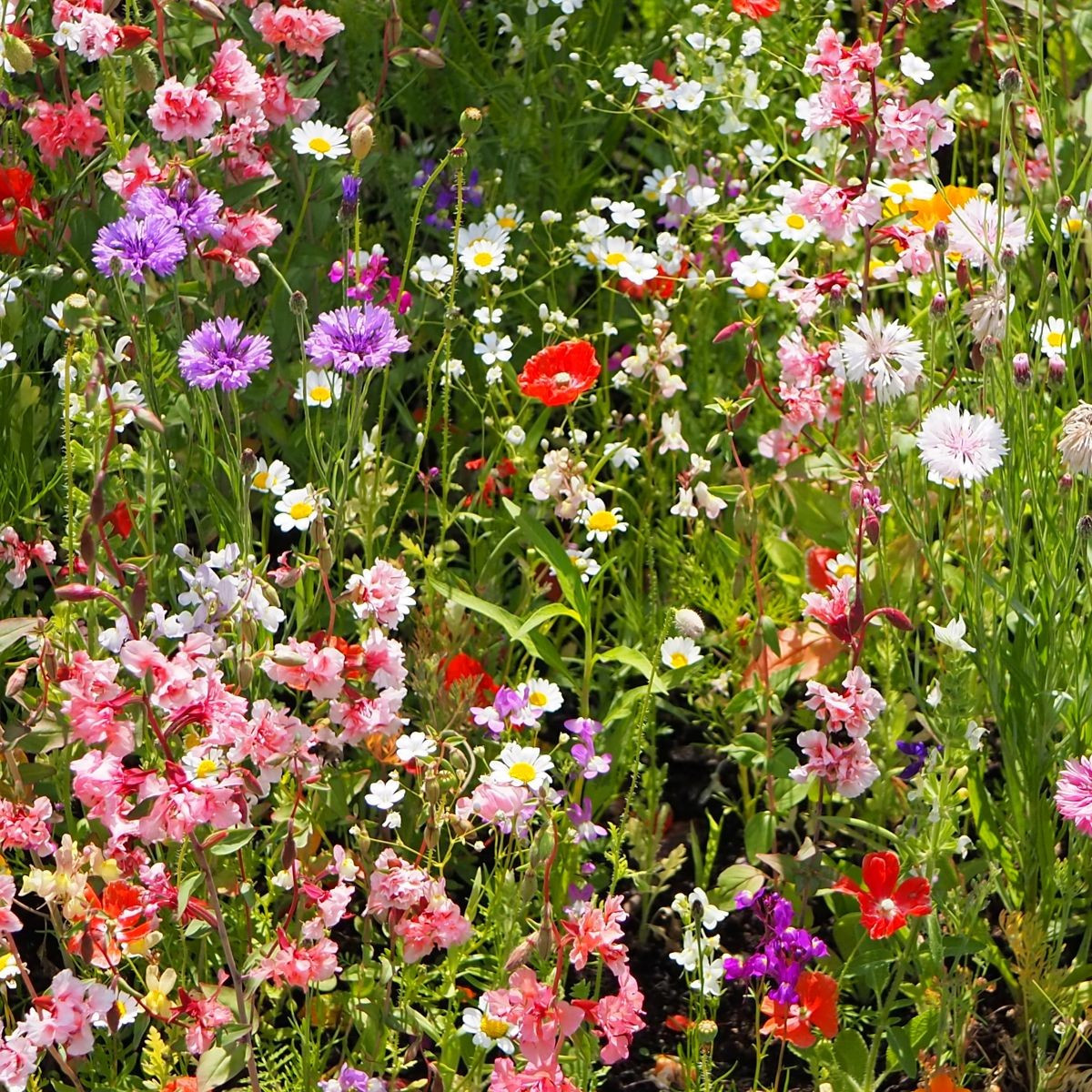 Strakonická lúka letničková zmes - Černý - BioPro - lúčna zmes - 20 g