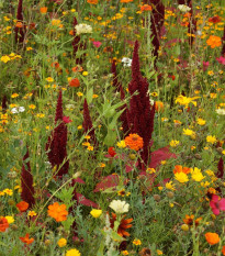 Lúka Ohnivý lúč letničková zmes - Černý BioPro - lúčna zmes - 20 g