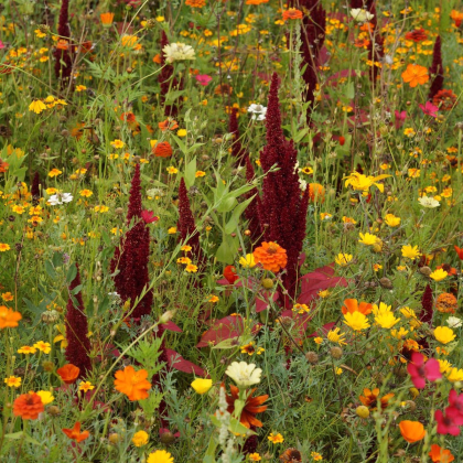Lúka Ohnivý lúč letničková zmes - Černý BioPro - lúčna zmes - 20 g