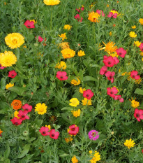 Červenkastá lúka letničková zmes - Černý - BioPro - lúčna zmes - 20 g