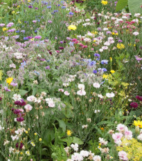 Jedlá lúka letničková zmes - Černý - BioPro - lúčna zmes - 20 g