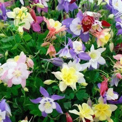Orlíček zmes farieb - Aquilegia caerulea - semiačka - 140 ks