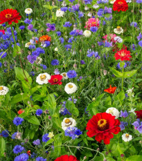 Lúka Trikolóra letničková zmes - Černý - BioPro - lúčna zmes - 20 g