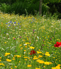 Lúka trvalková zmes - Černý - BioPro - lúčna zmes - 40 g