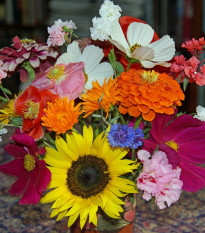 Lúka Pestrá kytica letničková zmes - Černý BioPro - lúčna zmes - 20 g