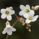 Lomikameň zrnitý - Saxifraga granulata - predaj semien - 100 ks