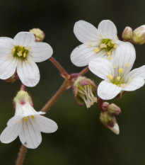 Lomikameň zrnitý - Saxifraga granulata - predaj semien - 100 ks