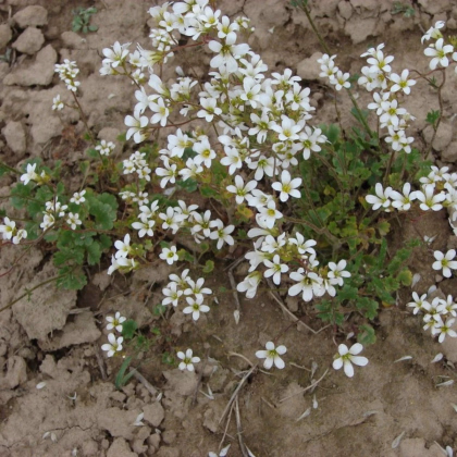 Lomikameň zrnitý - Saxifraga granulata - predaj semien - 100 ks