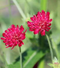 Chrastavec macedónsky - Knautia macedonica - predaj semien - 15 ks