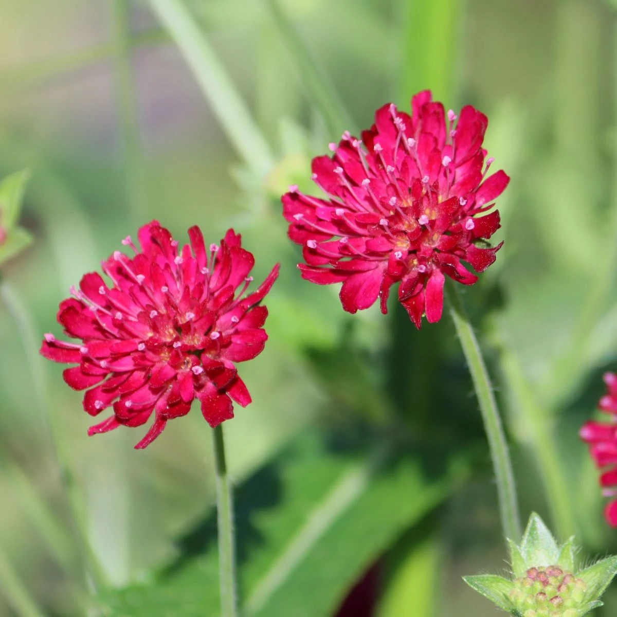 Chrastavec macedónsky - Knautia macedonica - predaj semien - 15 ks