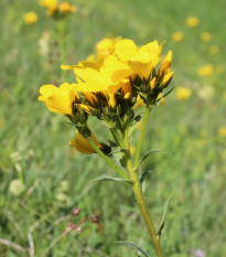 Ľan hlavatý - Linum capitatum - predaj semien - 100 ks