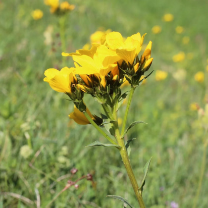 Ľan hlavatý - Linum capitatum - predaj semien - 100 ks