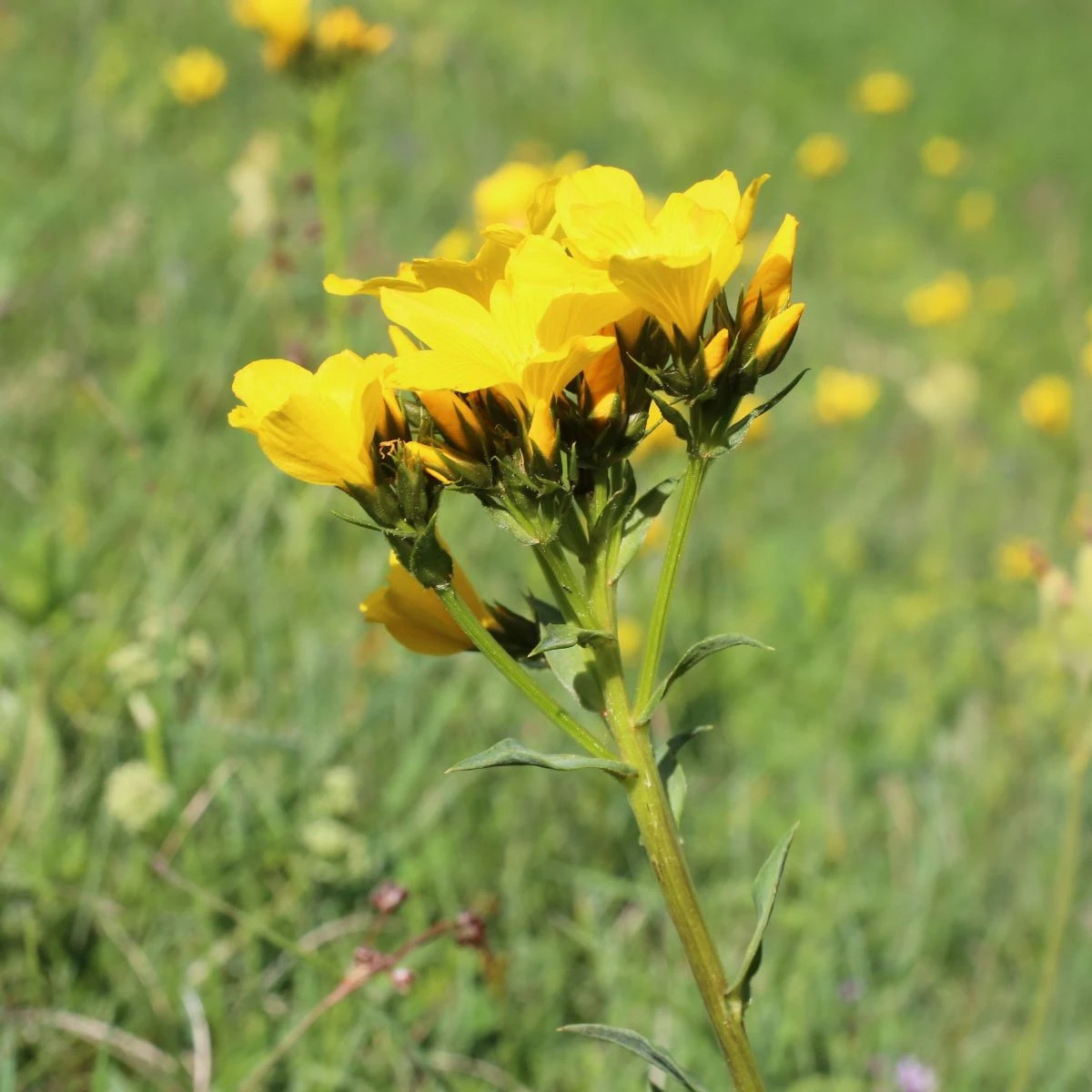 Ľan hlavatý - Linum capitatum - predaj semien - 100 ks