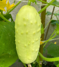 Uhorka poľná White Wonder - Cucumis sativus - predaj semien - 5 ks