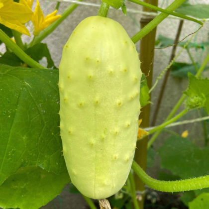 Uhorka poľná White Wonder - Cucumis sativus - predaj semien - 5 ks