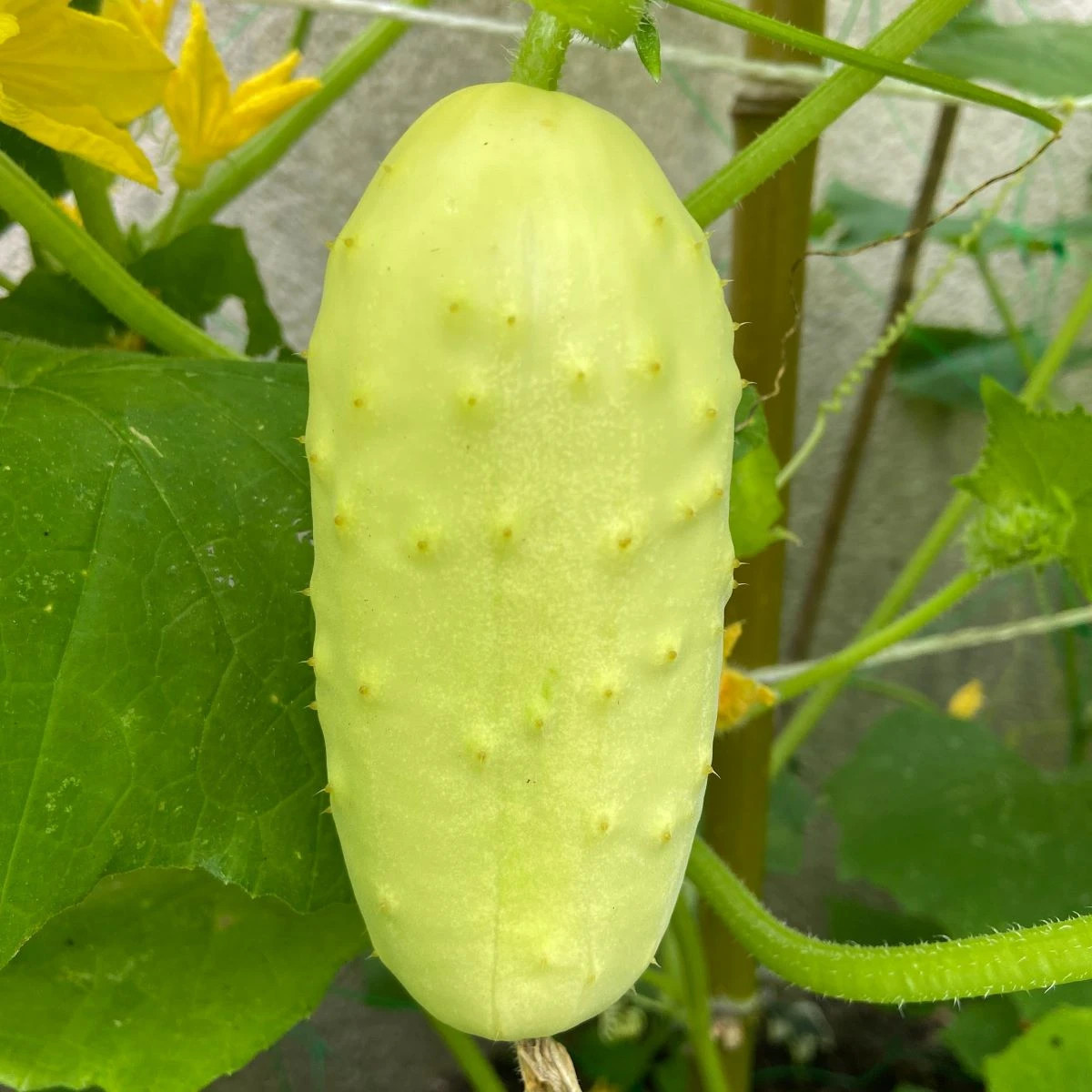 Uhorka poľná White Wonder - Cucumis sativus - predaj semien - 5 ks