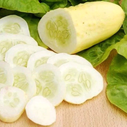 Uhorka poľná White Wonder - Cucumis sativus - predaj semien - 5 ks