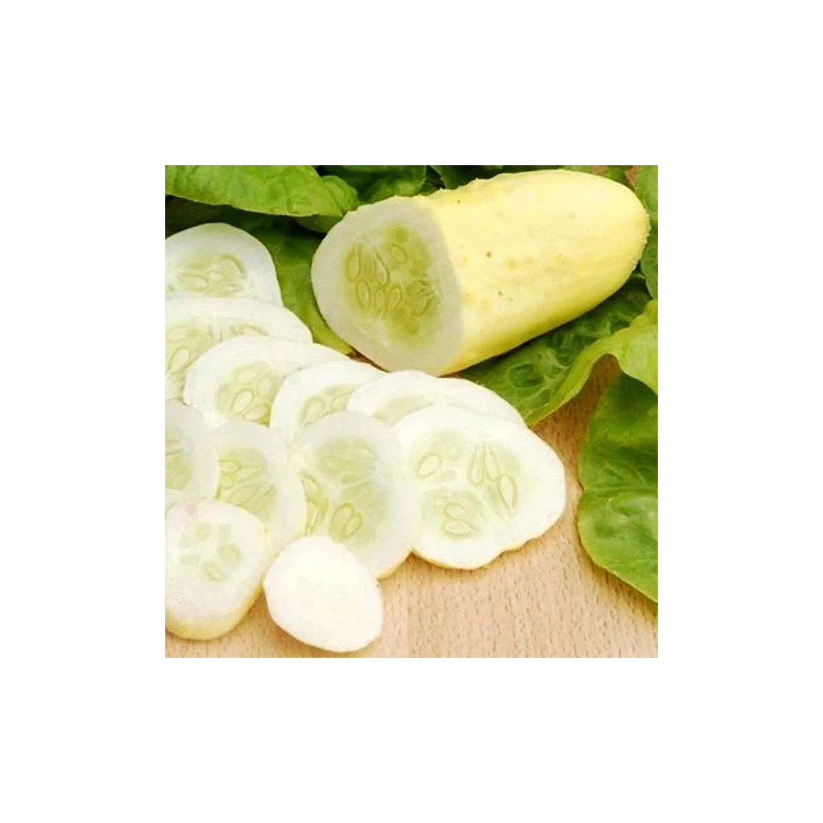 Uhorka poľná White Wonder - Cucumis sativus - predaj semien - 5 ks