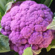 Karfiol Purpurina F1 - Brassica oleracea - predaj semien - 10 ks