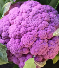 Karfiol Purpurina F1 - Brassica oleracea - predaj semien - 10 ks