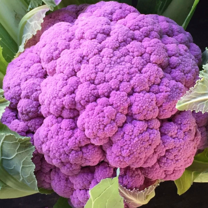 Karfiol Purpurina F1 - Brassica oleracea - predaj semien - 10 ks