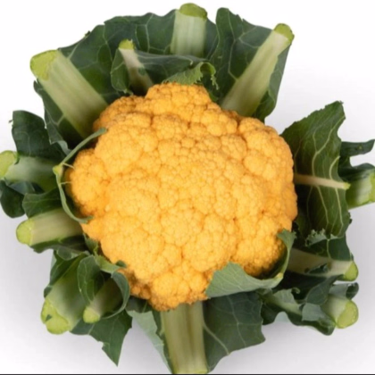 Karfiol Lisboa F1 - Brassica oleracea - predaj semien - 10 ks