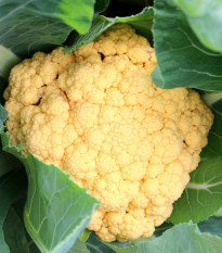 Karfiol Lisboa F1 - Brassica oleracea - predaj semien - 10 ks