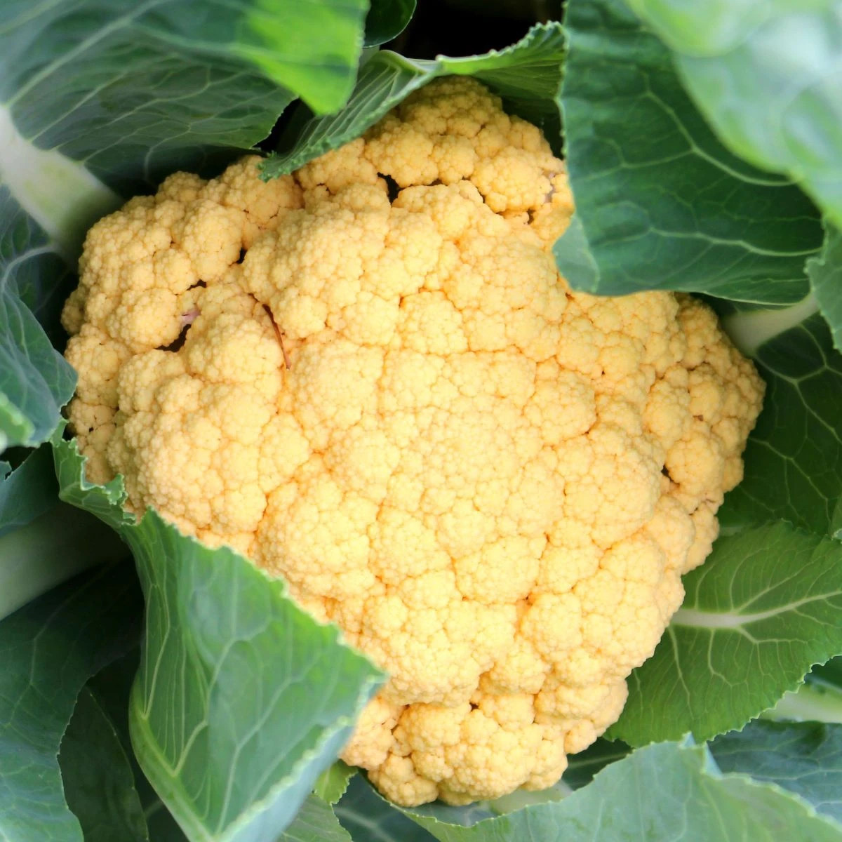 Karfiol Lisboa F1 - Brassica oleracea - predaj semien - 10 ks