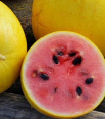 Melón Golden Midget - Cucumis melo - predaj semien - 6 ks