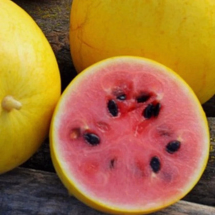 Melón Golden Midget - Cucumis melo - predaj semien - 6 ks