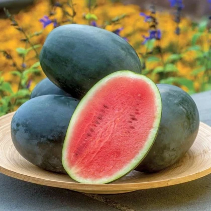 Melón vodný Little Darling F1 - Citrullus lanatus - predaj semien - 5 ks