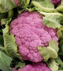 Karfiol Di Sicilia Violetto - Brassica oleracea - predaj semien - 30 ks