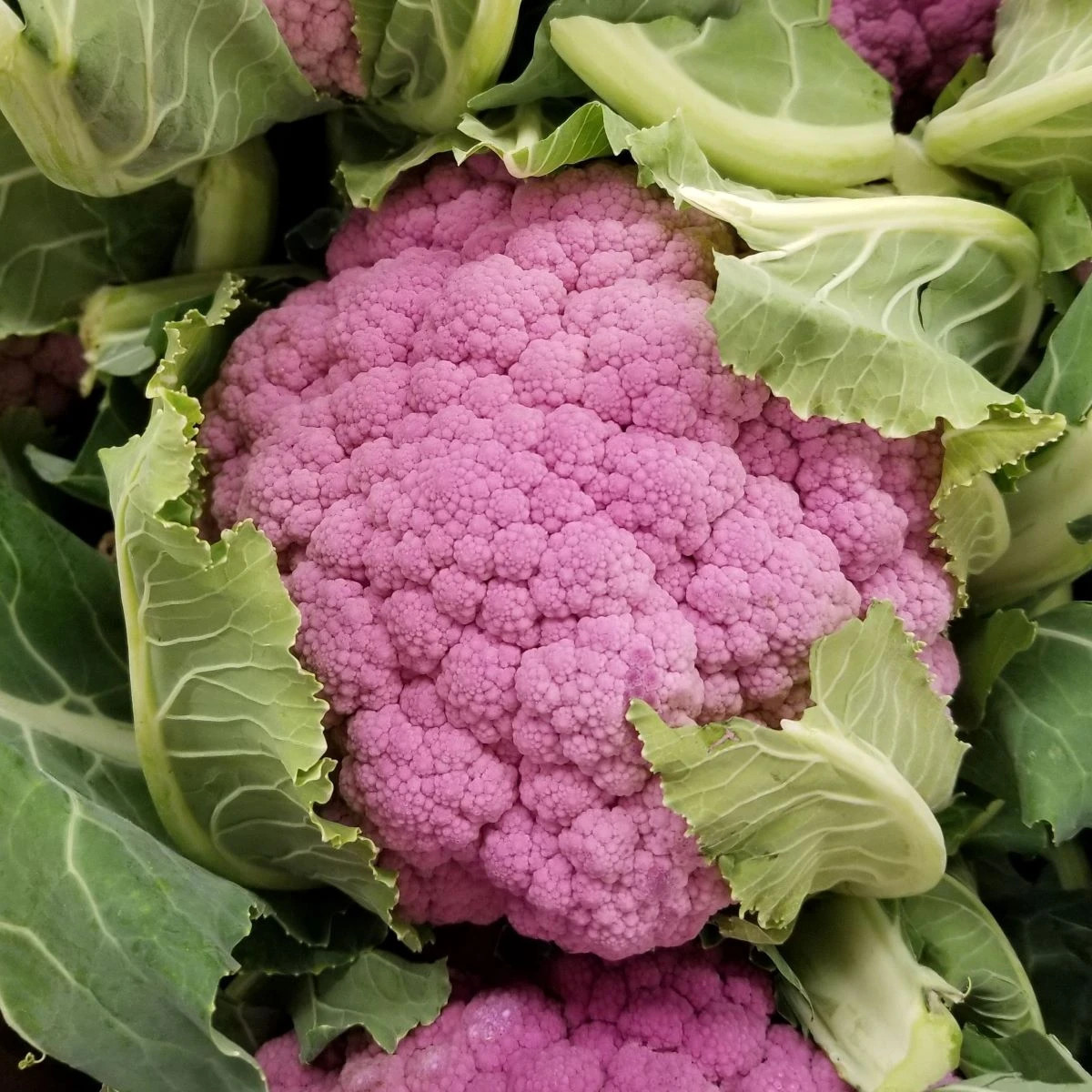 Karfiol Di Sicilia Violetto - Brassica oleracea - predaj semien - 30 ks