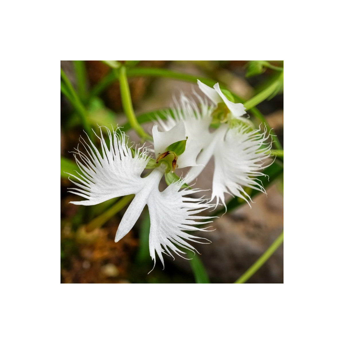 Vtáčia orchidea - Habenaria radiata - predaj cibuľovín - 1 ks